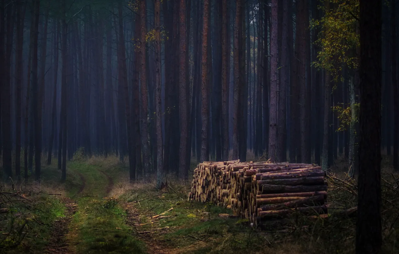 Фото обои лес, деревья, дрова