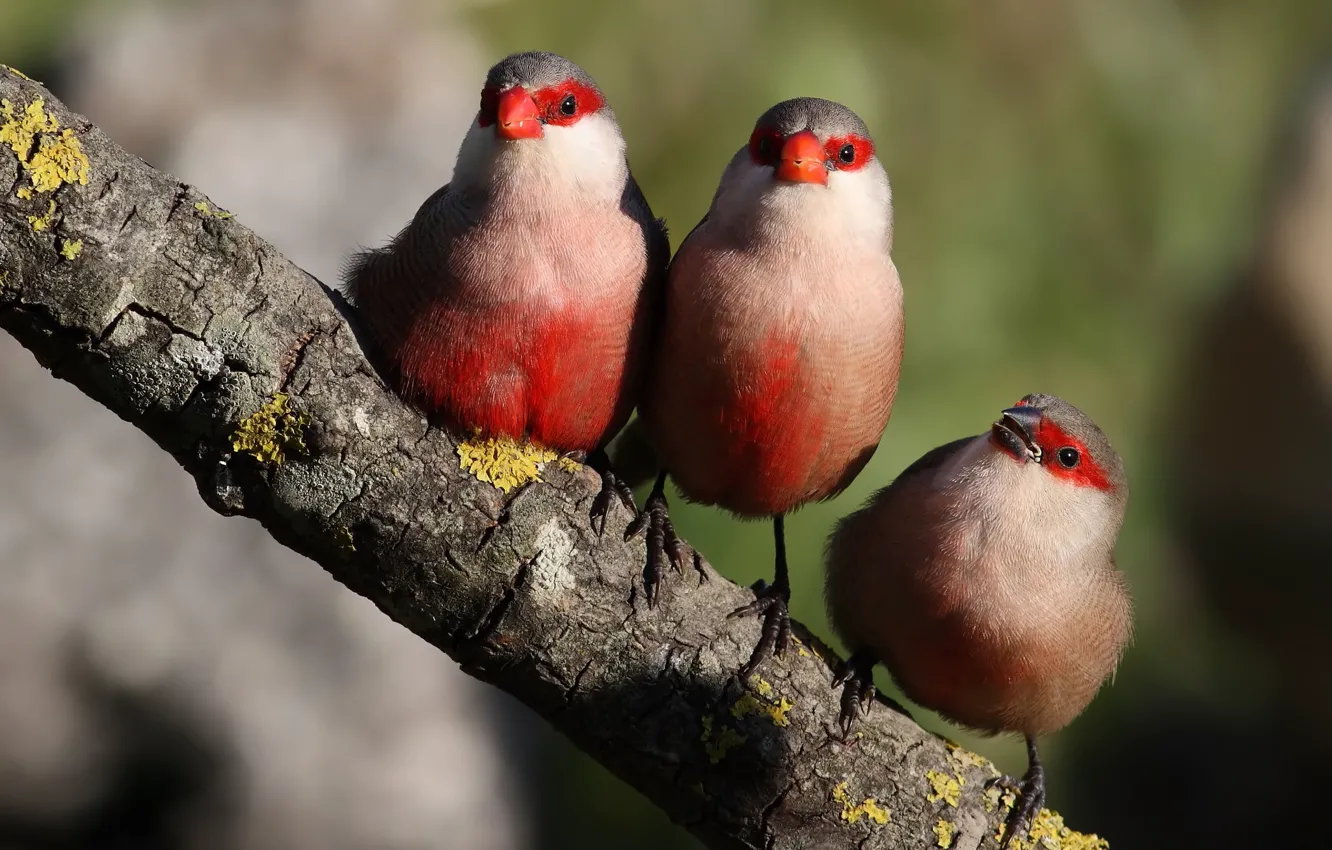 Фото обои птицы, ветка, красные, три