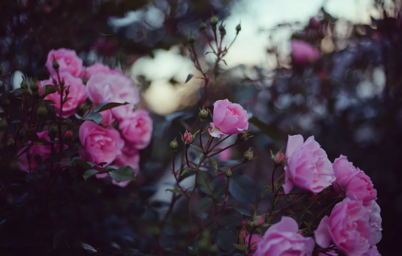 Фото обои цветы, розы, лепестки, розовые