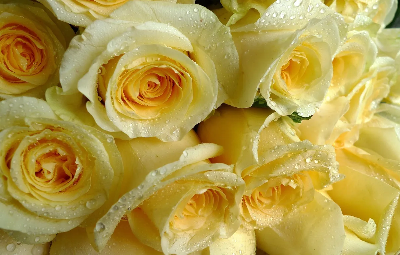 Фото обои капли, розы, жёлтые, охапка