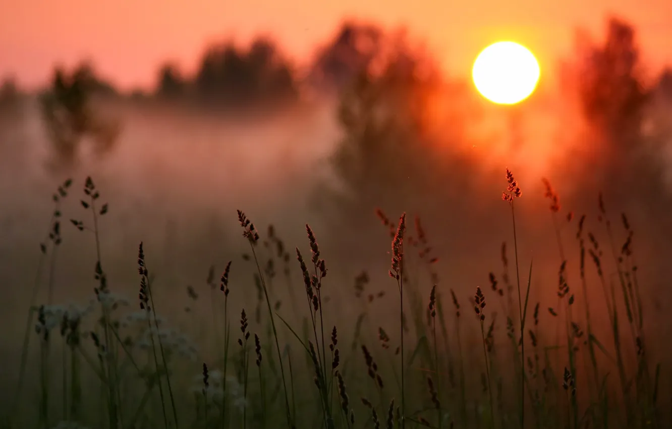 Фото обои лес, трава, солнце, закат, туман
