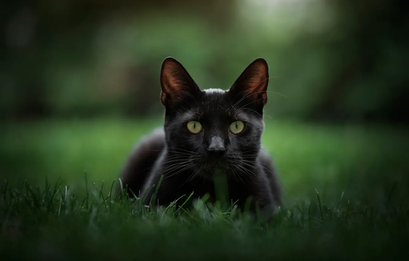 Фото обои трава, взгляд, фон, мордочка, боке, котейка, чёрный кот