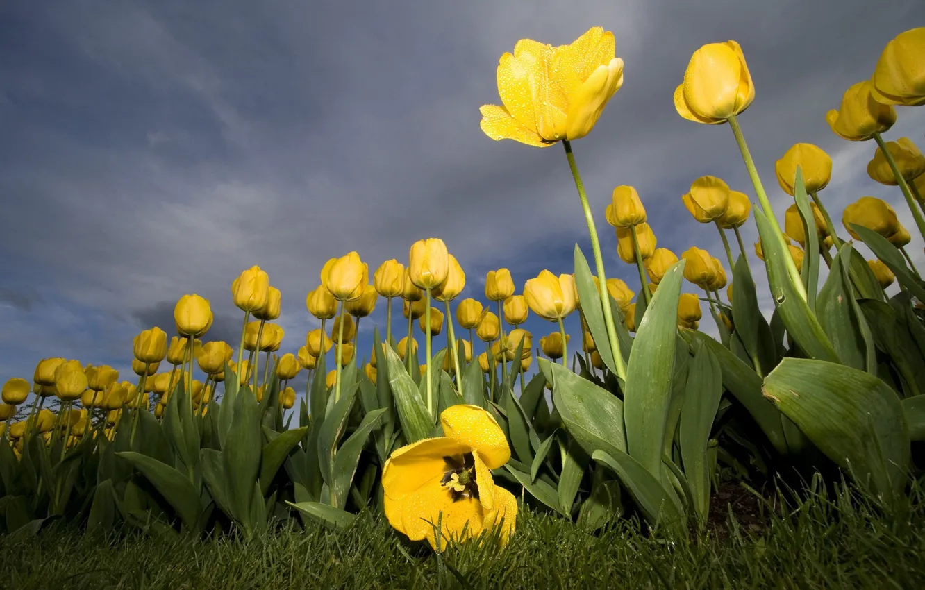 Фото обои цветок, желтый, тюльпан