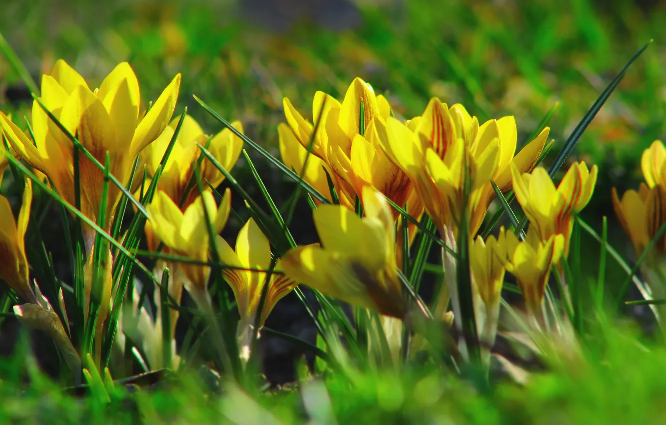 Фото обои flower, spring, crocus