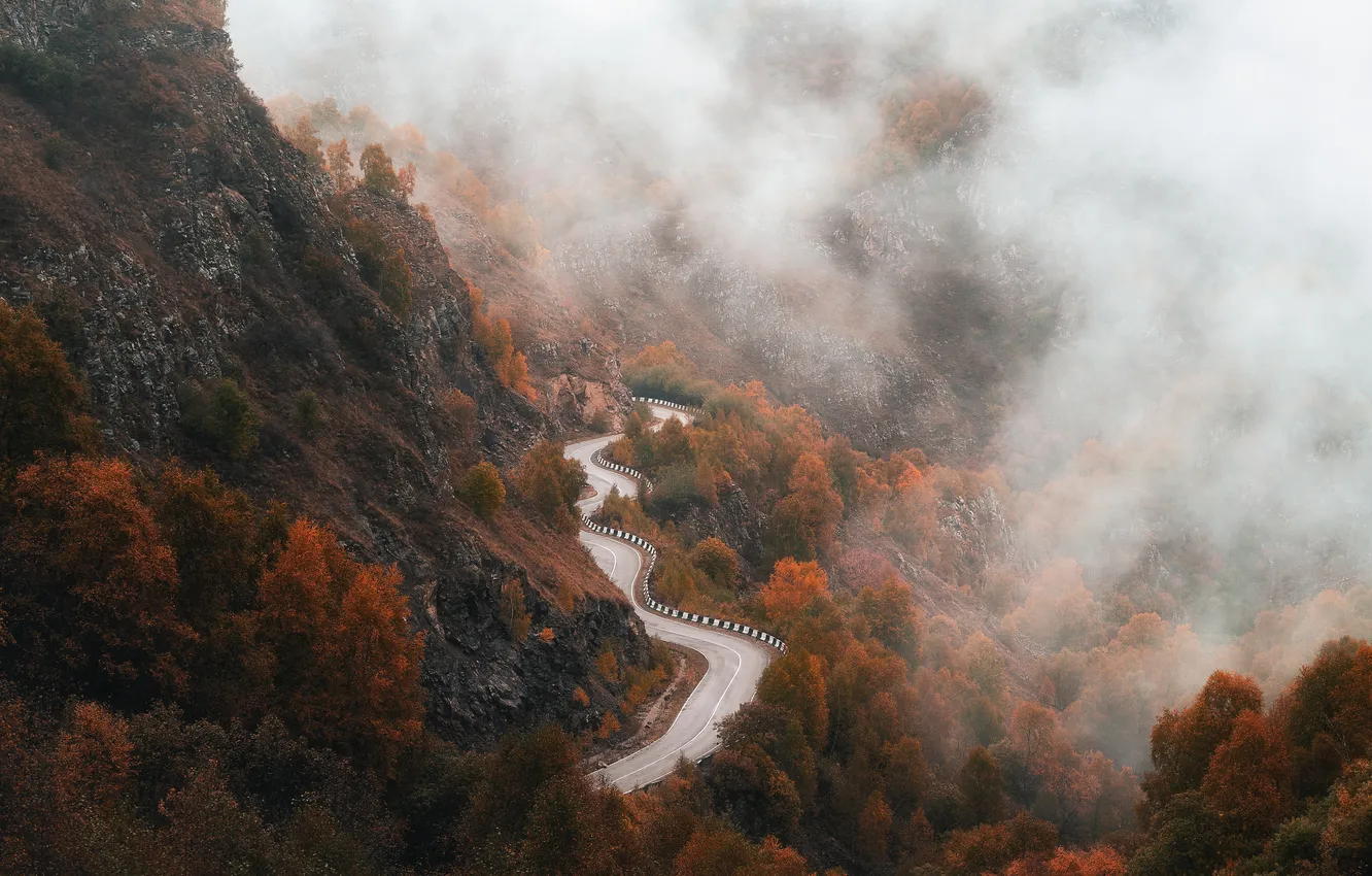 Фото обои forest, road, fog