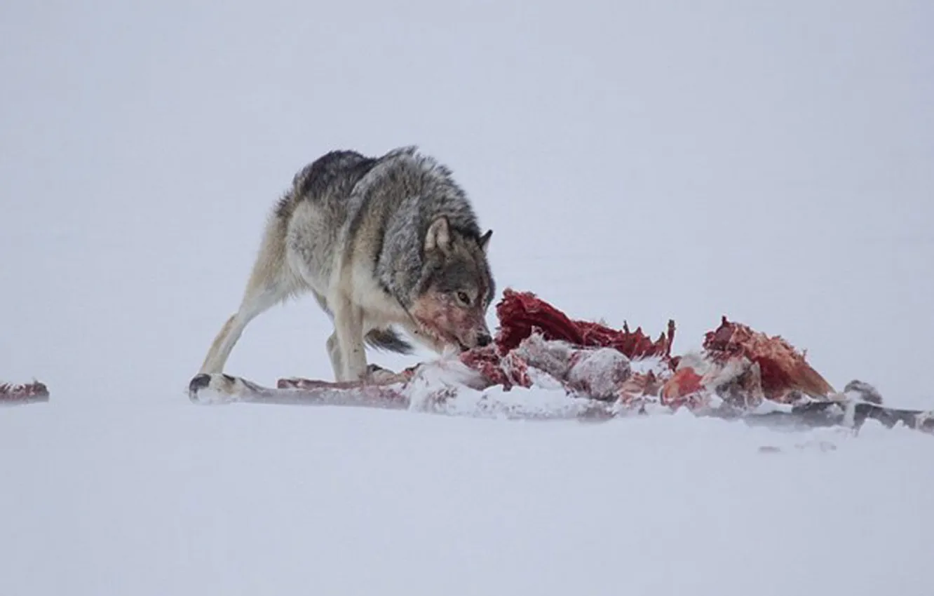 Фото обои Predator, nature, snow, face, animal, wolf, canis lupus, wildlife