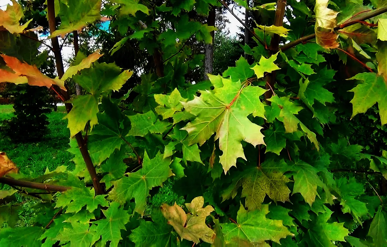 Фото обои зелень, листья, природа, фон, Осень