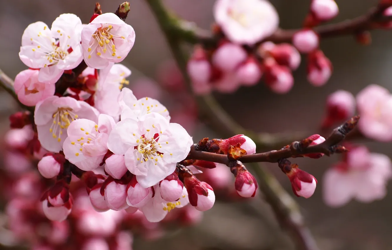 Фото обои цветы, природа, вишня, ветка, весна, лепестки, сакура, розовые