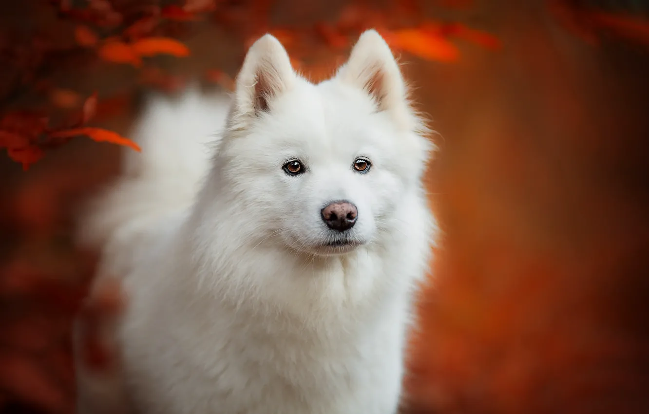 Фото обои осень, взгляд, морда, листья, фон, портрет, собака, щенок