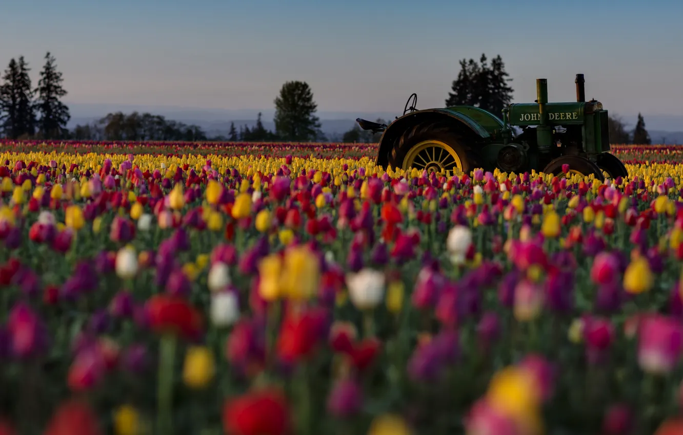 Фото обои поле, цветы, трактор, тюльпаны, разноцветные, плантация