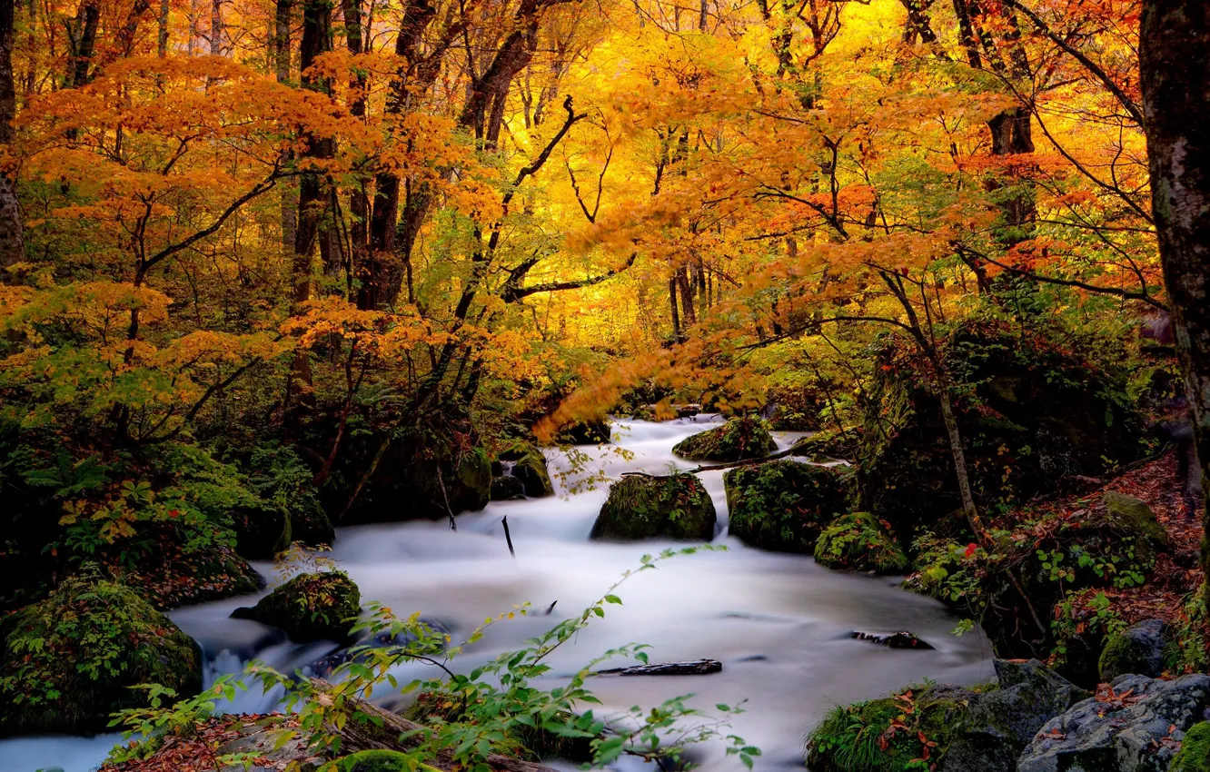 Фото обои осень, лес, деревья, ручей, камни, Япония, Japan, речка