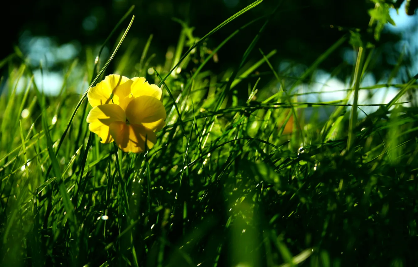Фото обои цветок, трава, луг
