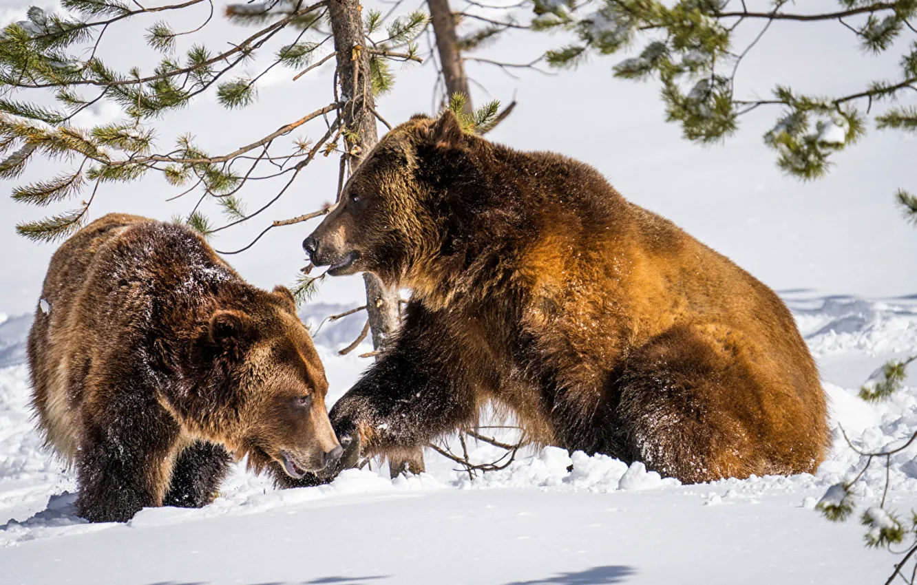 Фото обои animals, snow, wildlife, Two, Brown_Bears