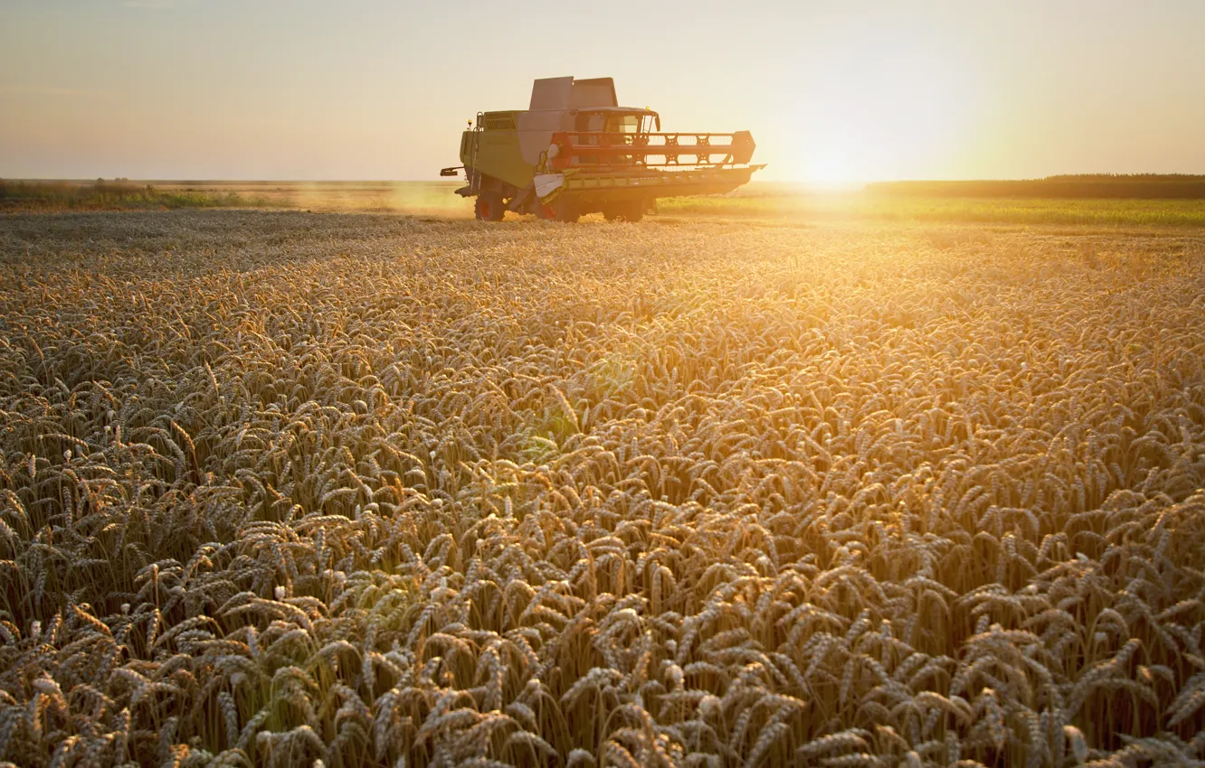 Фото обои пшеница, поле, комбайн, уборка урожая, сombine Harvester-972Un