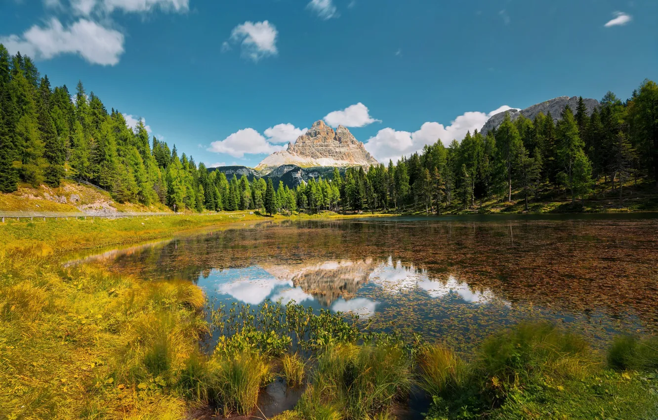 Фото обои лес, берег, водоем