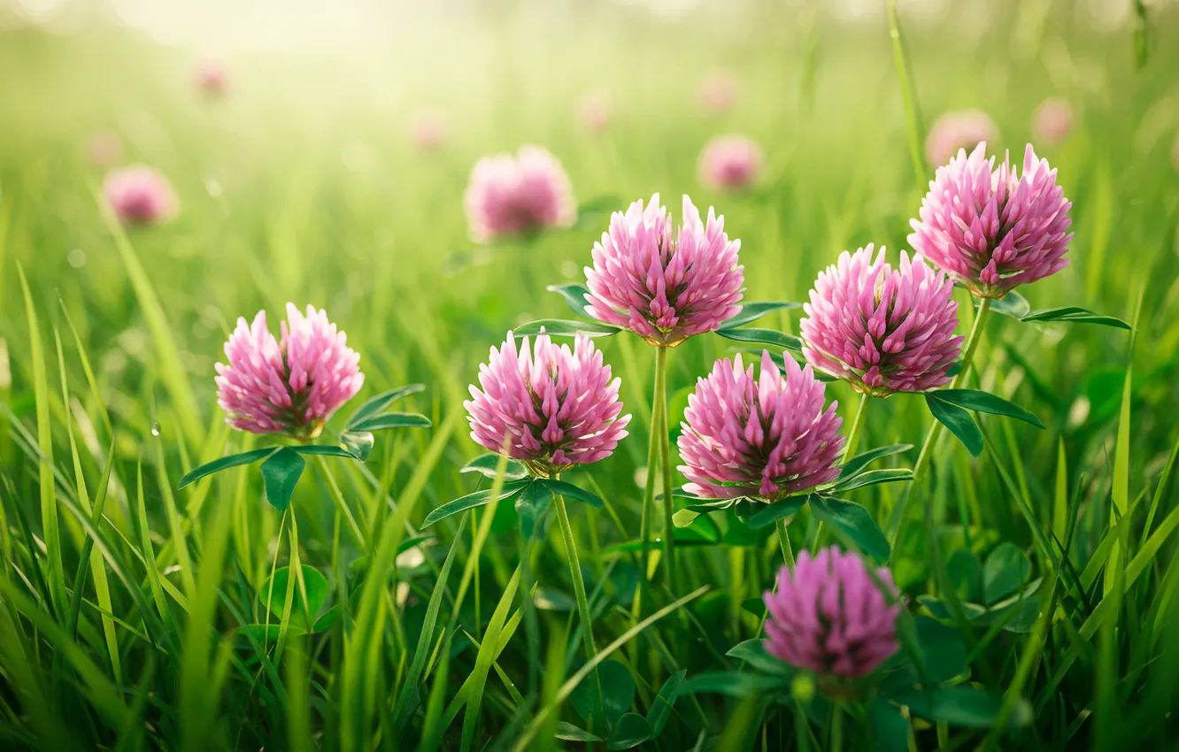 Фото обои трава, обои, луг, клевер, wallpaper, grass, боке, bokeh