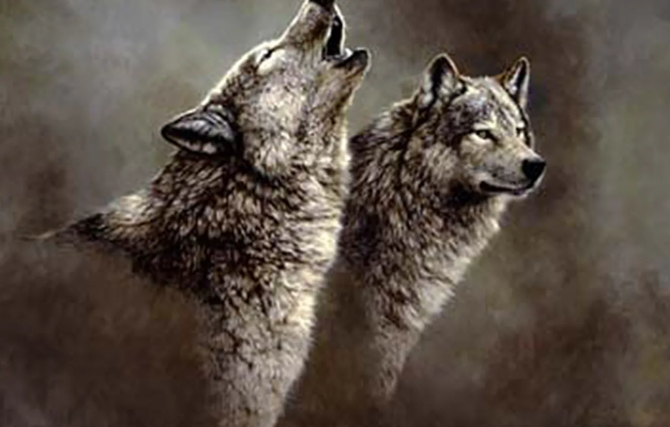 Фото обои nature, predator, animal, wolf, wildlife, portrait, portrait., Canis lupus. face