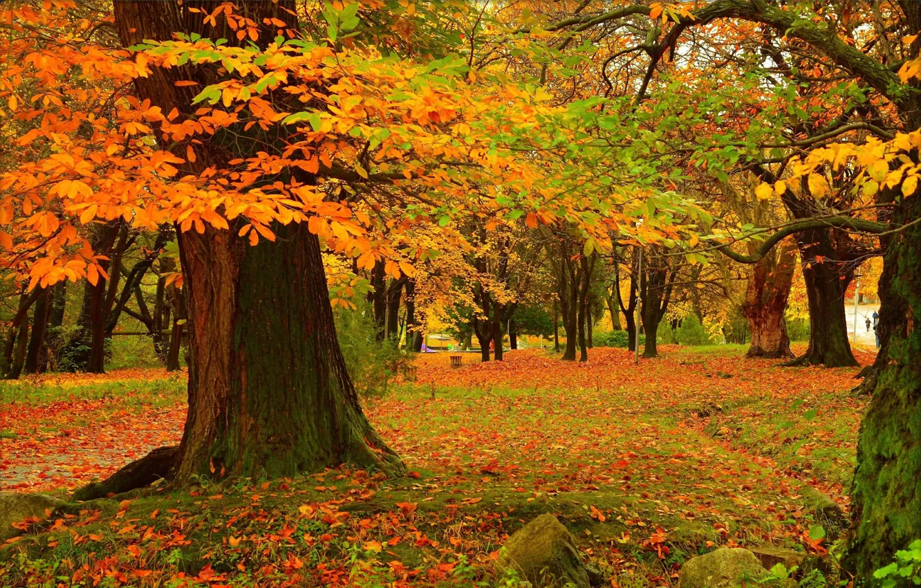 Фото обои Осень, Деревья, Парк, Fall, Листва, Park, Autumn, Colors