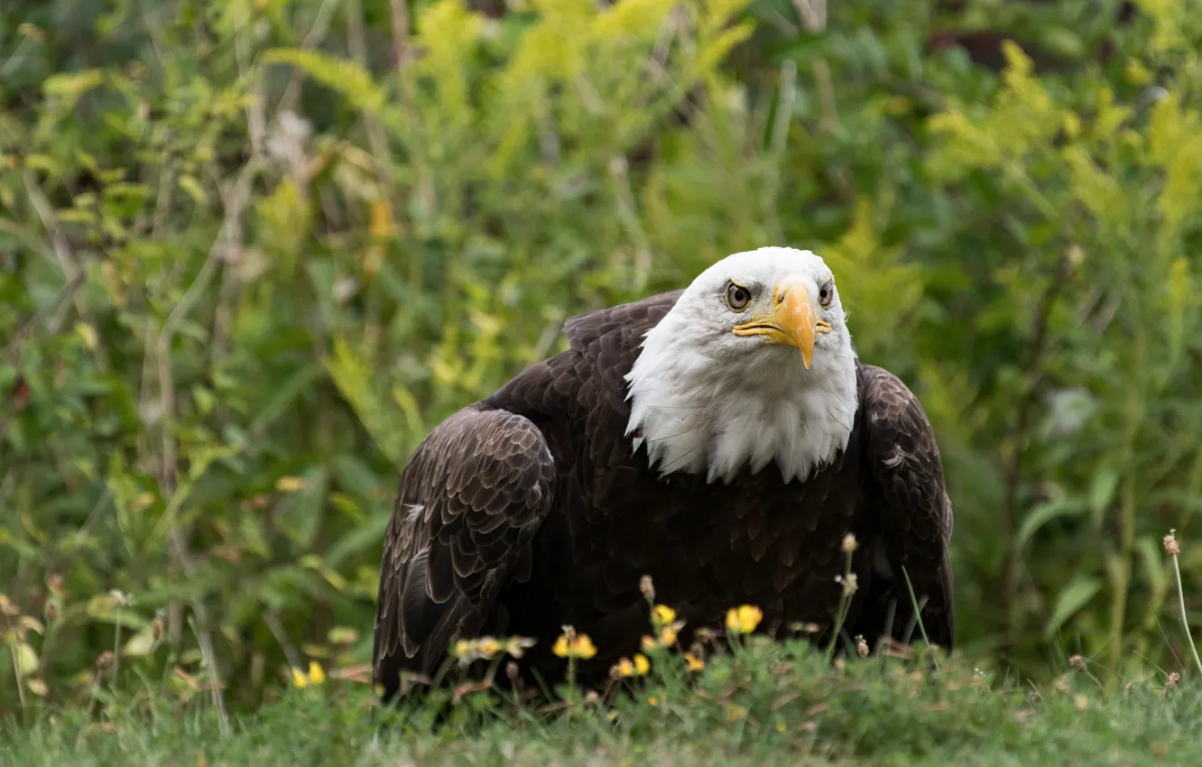 Фото обои трава, взгляд, птица, хищник, хищная, белоголовый орлан