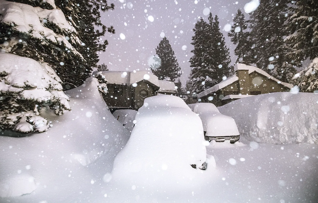 Фото обои Зима, Снег, Сиэтл, Winter, Snow, Seattle, Зимний Лес, Winter Forest