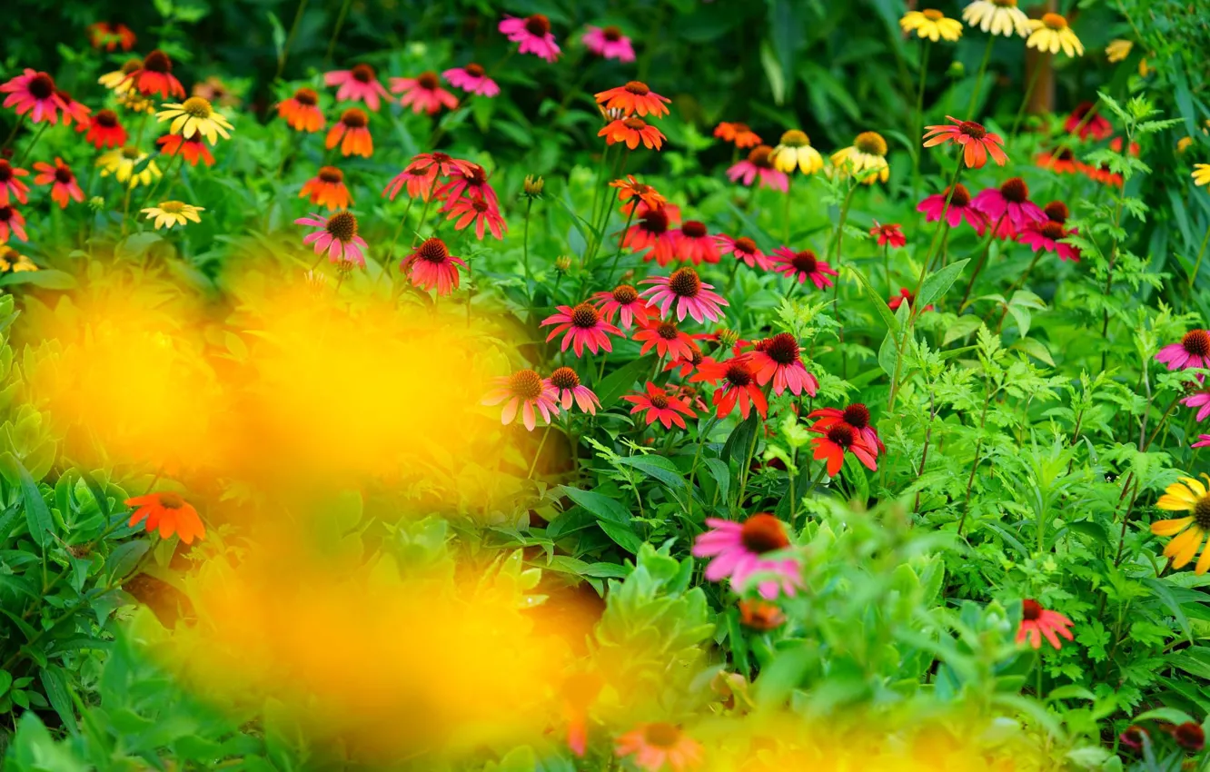 Фото обои цветы, сад, клумба, эхинацея