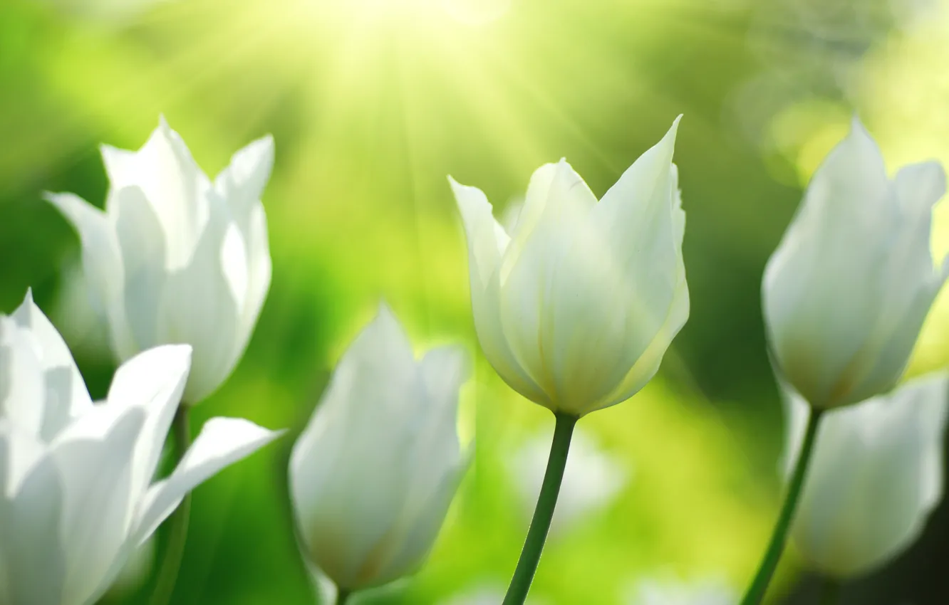 Фото обои свет, цветы, природа, весна, тюльпаны, белые
