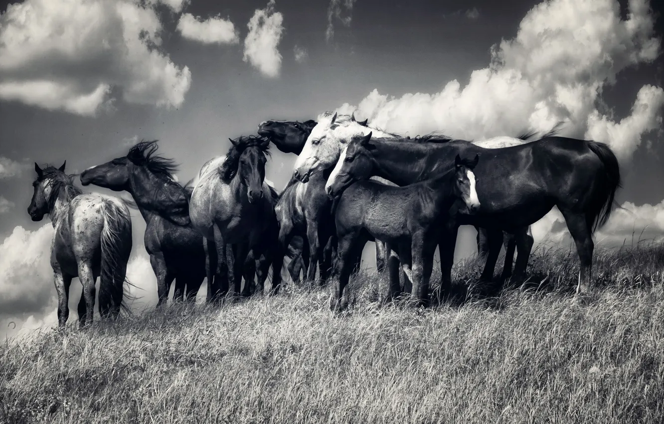 Фото обои свобода, природа, кони