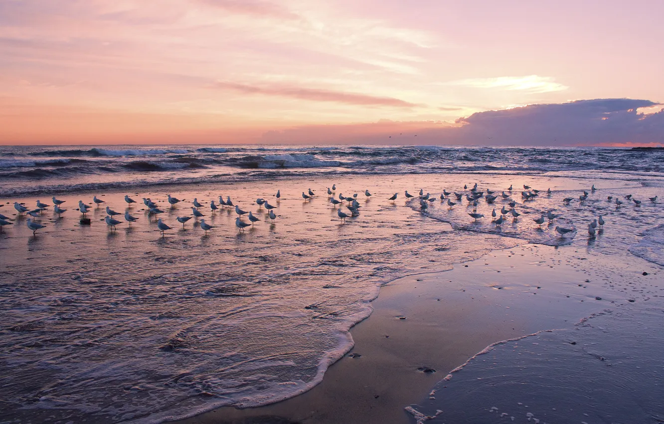 Фото обои море, волны, рассвет, чайки, красота