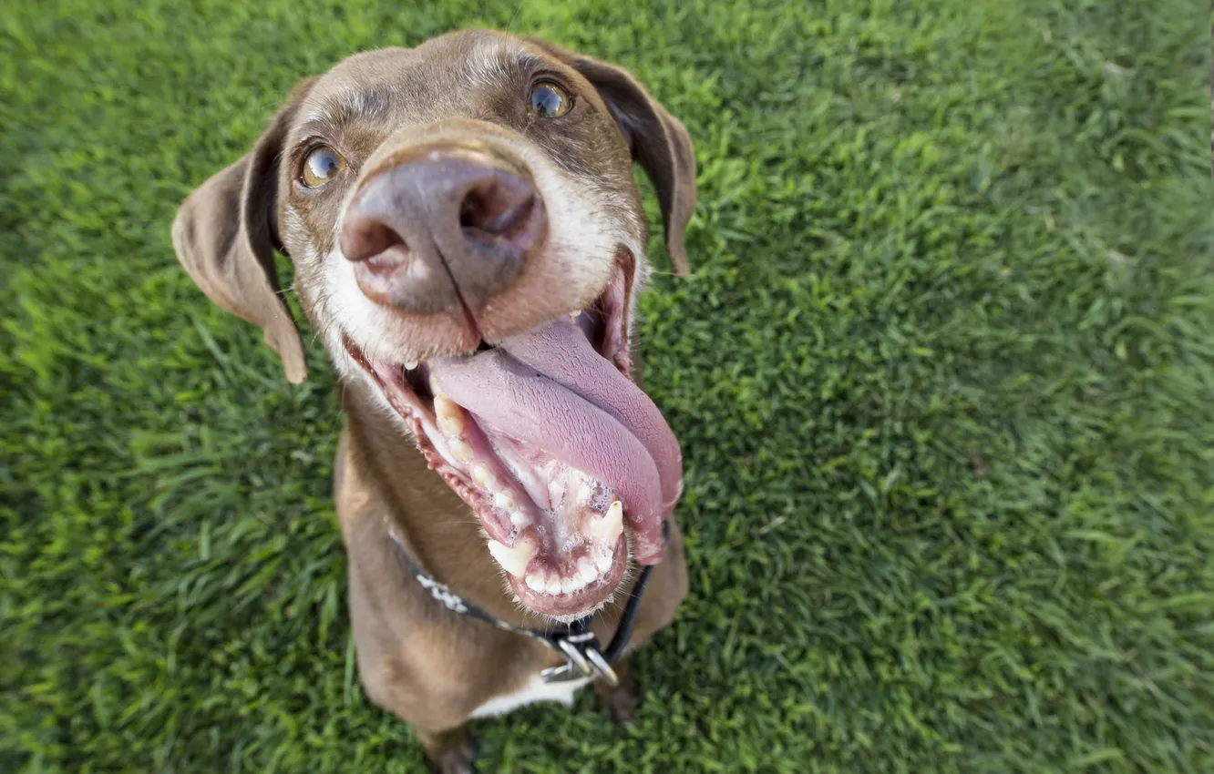 Фото обои green, grass, happy, eyes, dog, face, looking, grin
