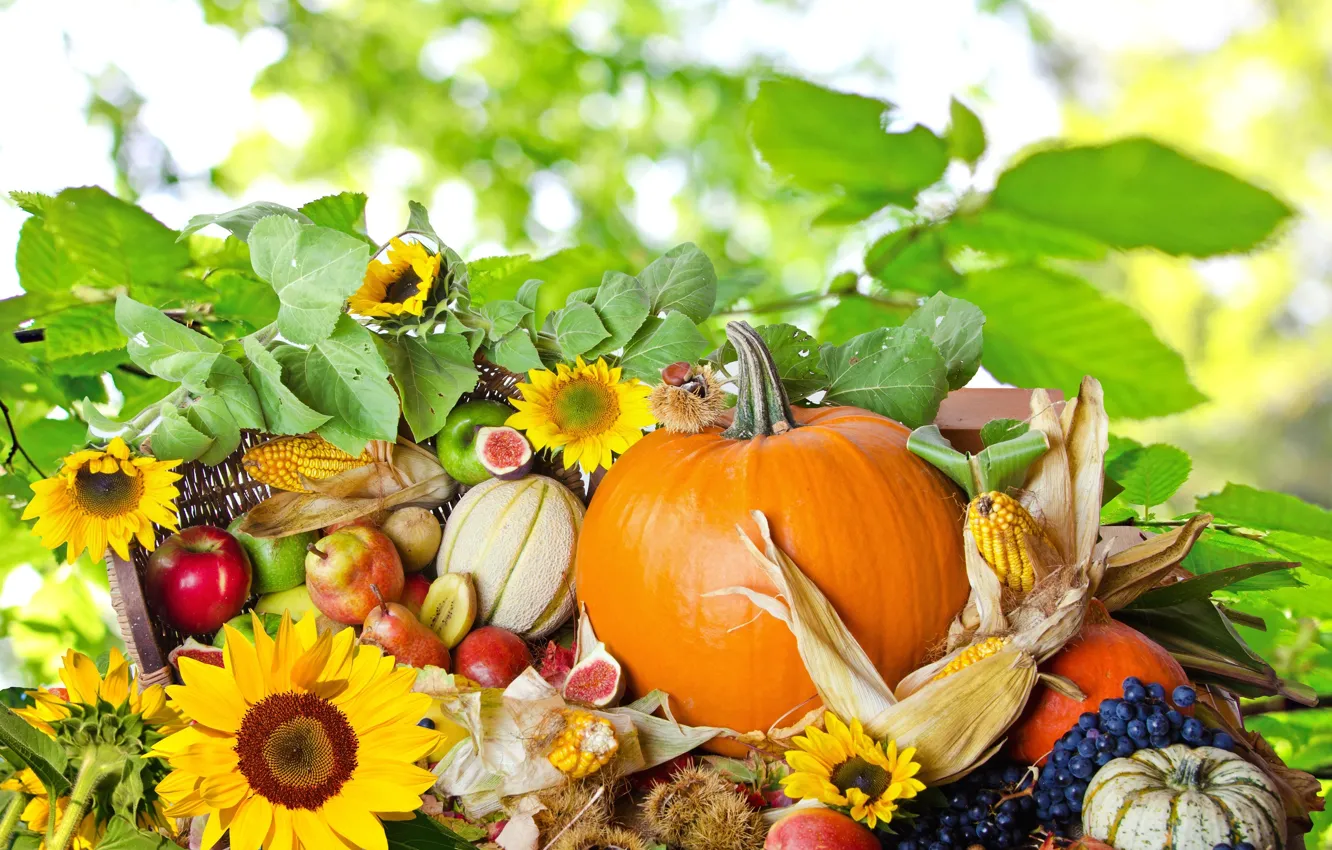 Фото обои осень, еда, фрукты, овощи