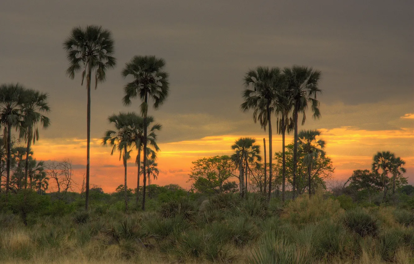 Фото обои небо, закат, пальмы