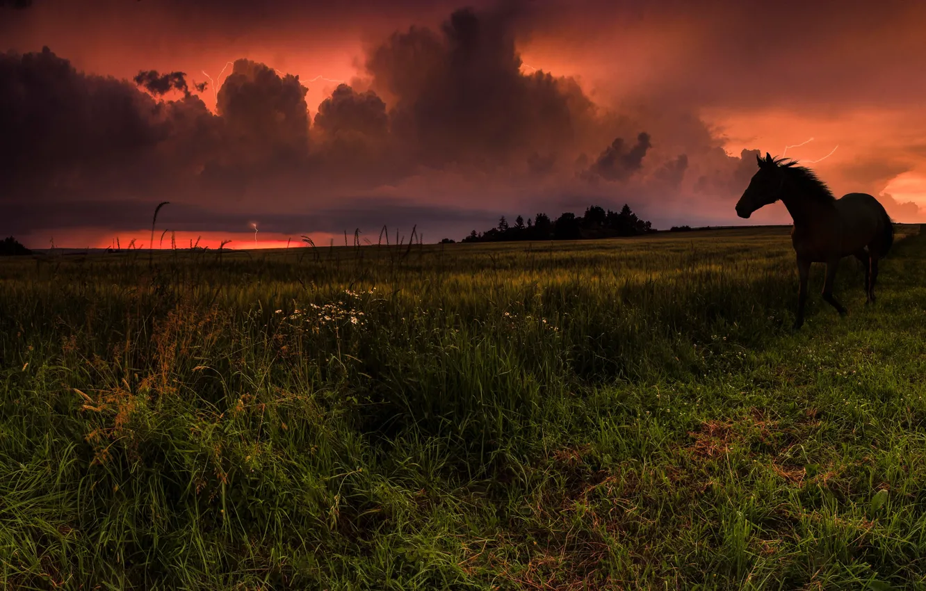 Фото обои гроза, поле, небо, трава, тучи, молнии, лошадь, зарево