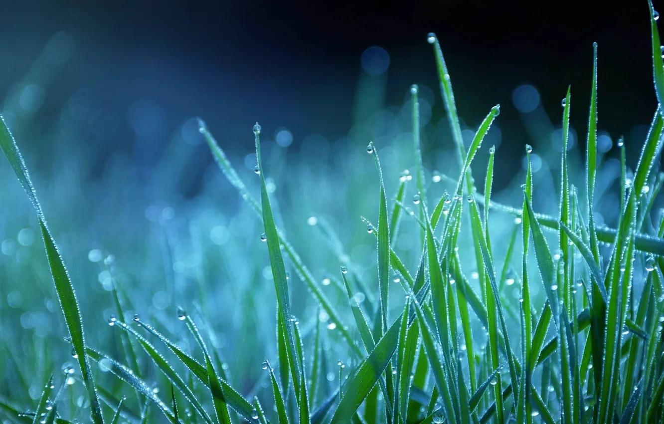 Фото обои трава, капли, синий, природа, роса, голубой