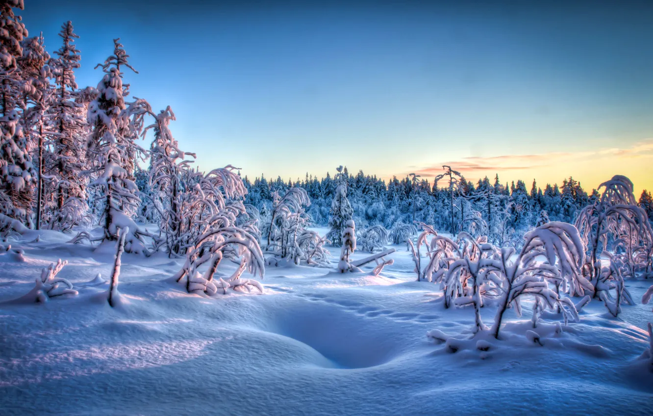 Фото обои зима, иней, снег, деревья, закат, следы, вечер