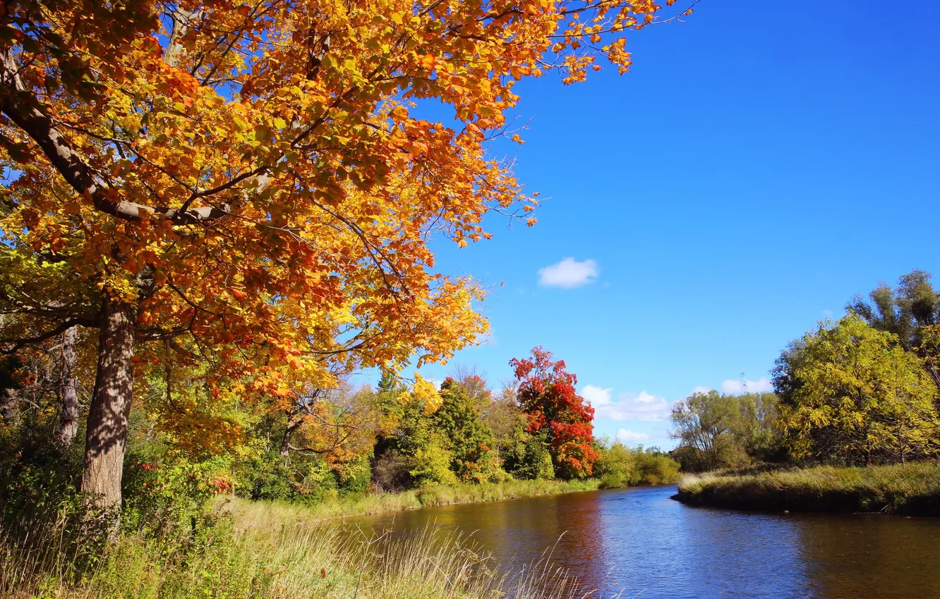 Фото обои осень, деревья, река, Канада, Онтарио, район Миссиссога