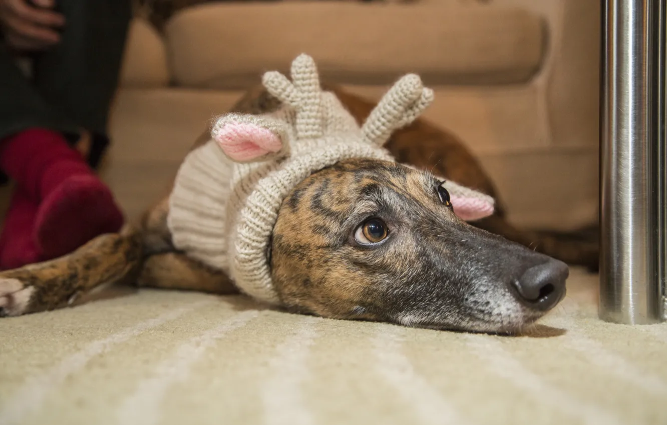 Фото обои шапка, собака, лежит, рожки