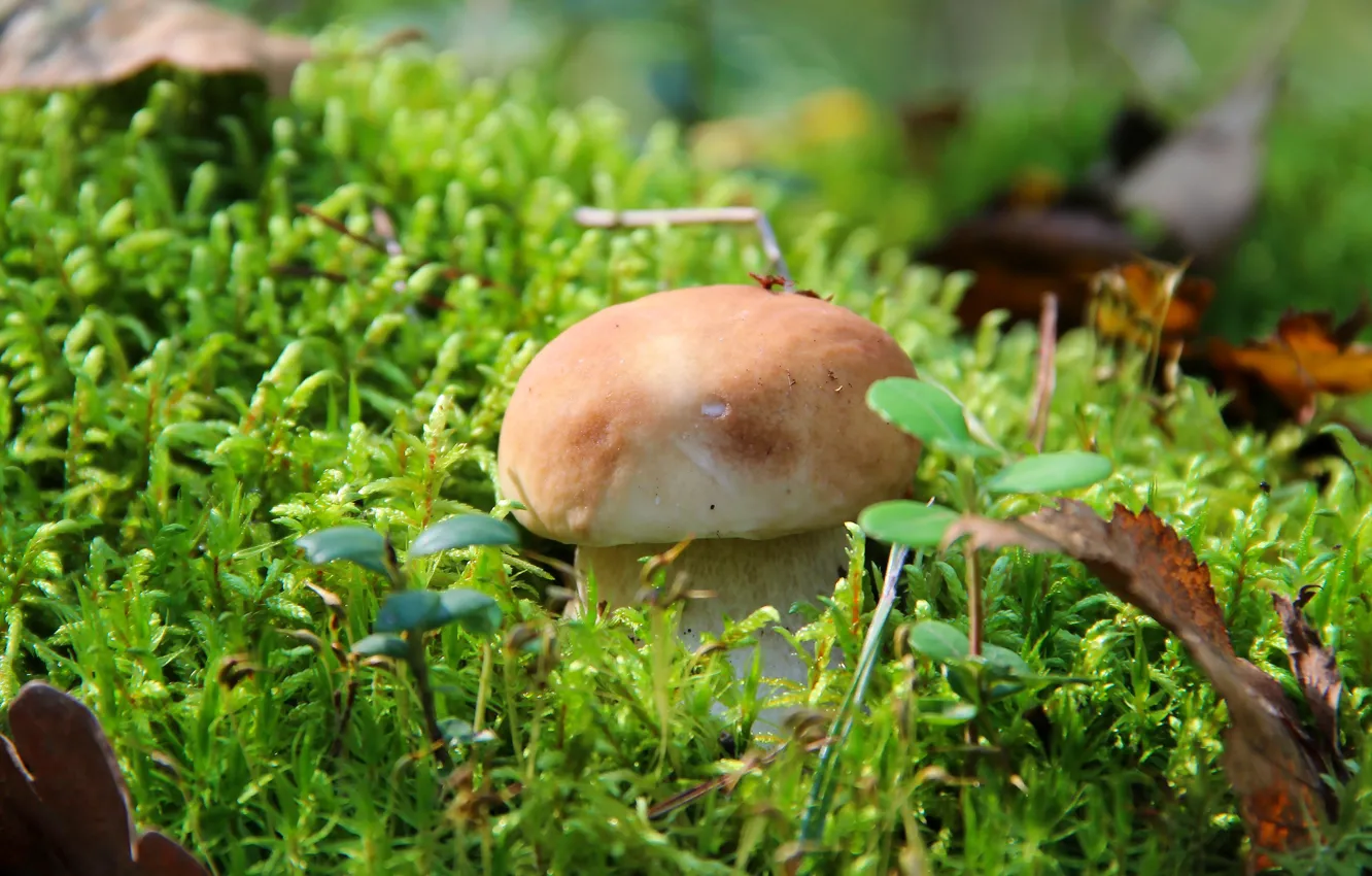 Фото обои осень, лес, природа, грибы, гриб, белый гриб, тихая охота
