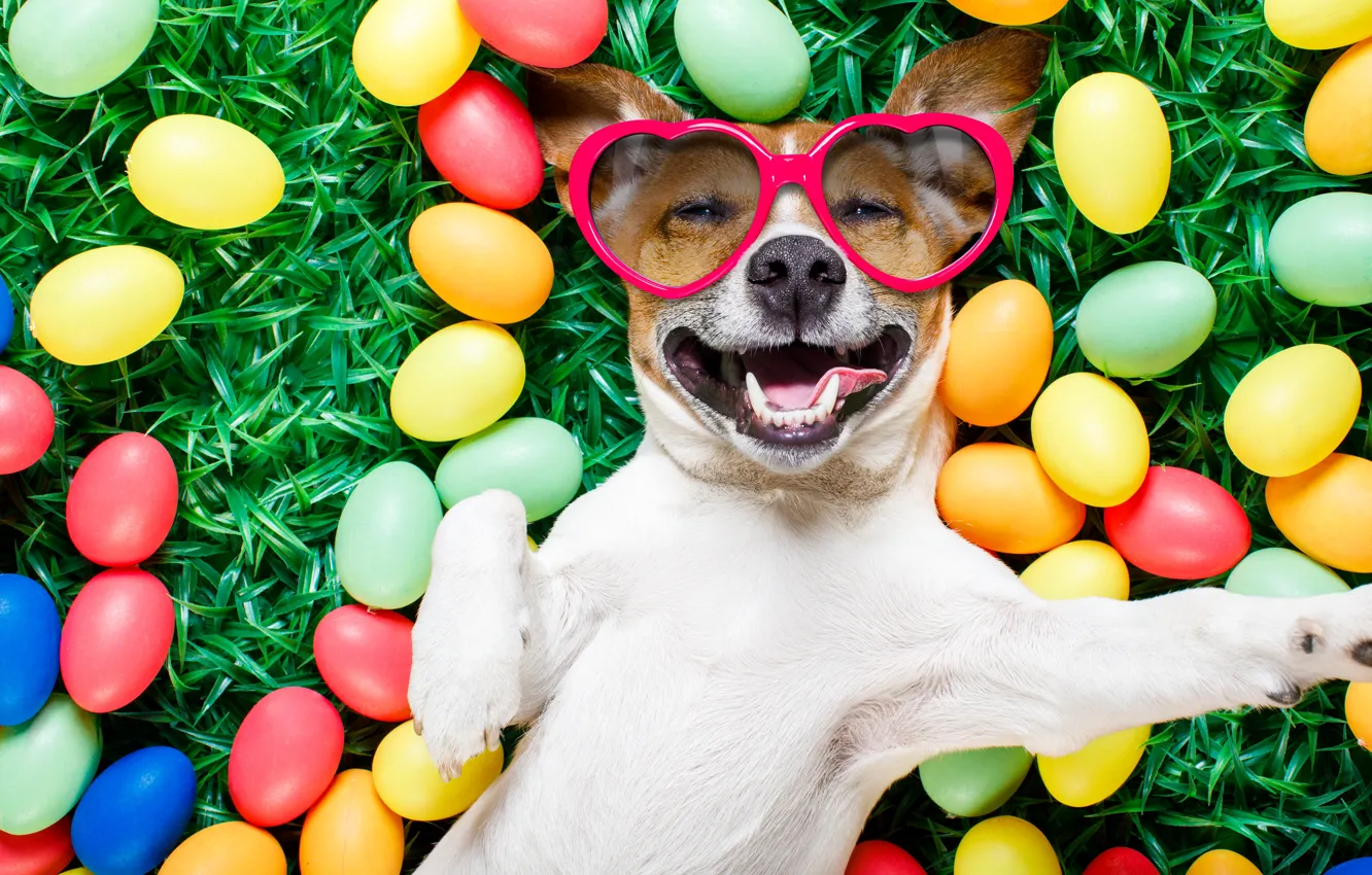 Фото обои трава, собака, colorful, очки, Пасха, сердечки, happy, dog