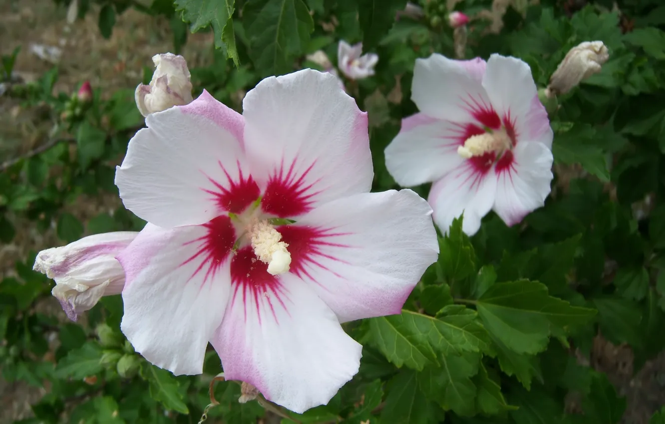 Фото обои цветы, пара, белые, гибискусы, Meduzanol ©