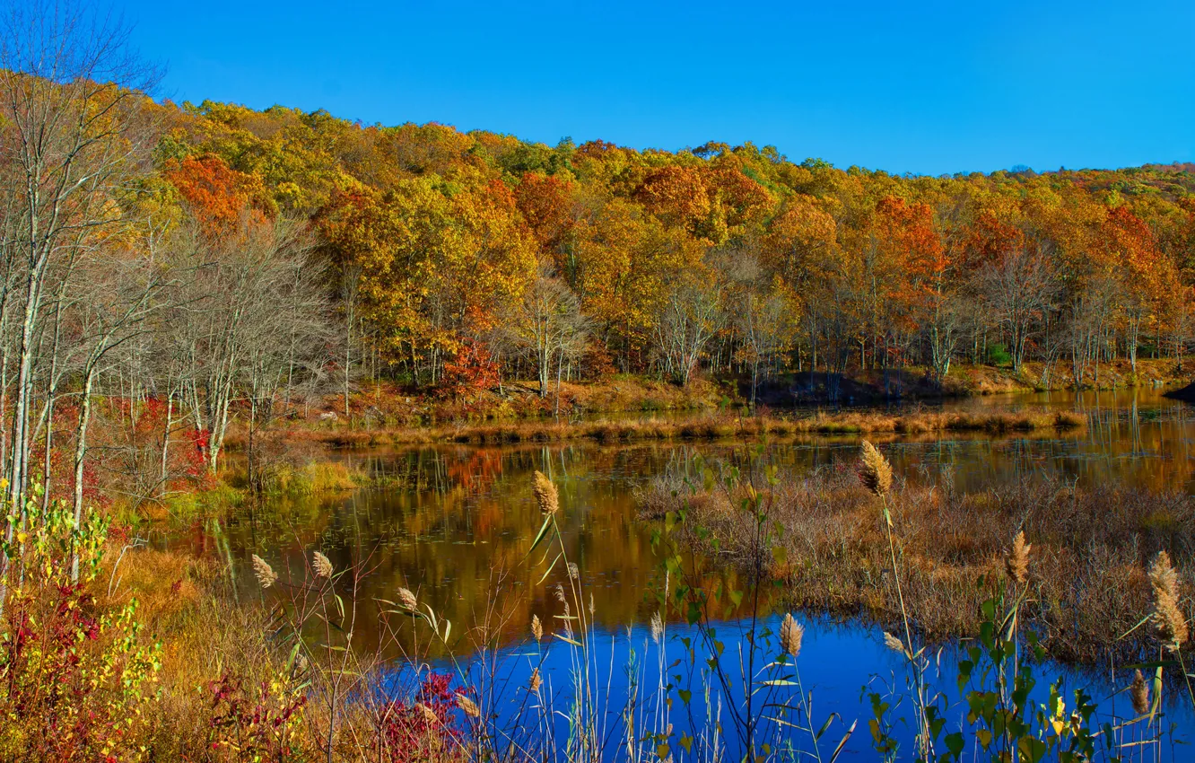 Фото обои осень, лес, небо, деревья, озеро