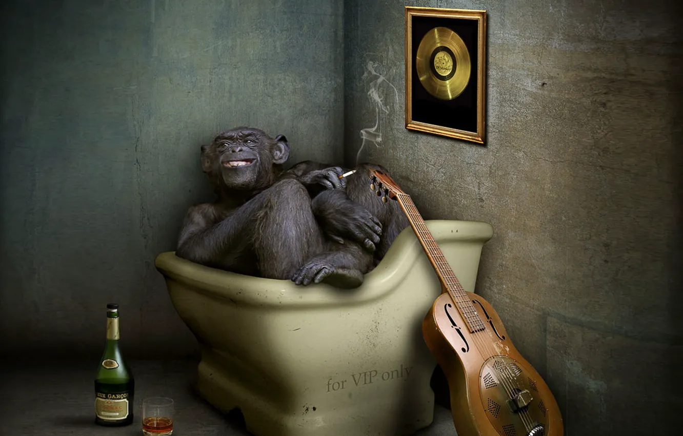 Фото обои гитара, обезьяна, коньяк