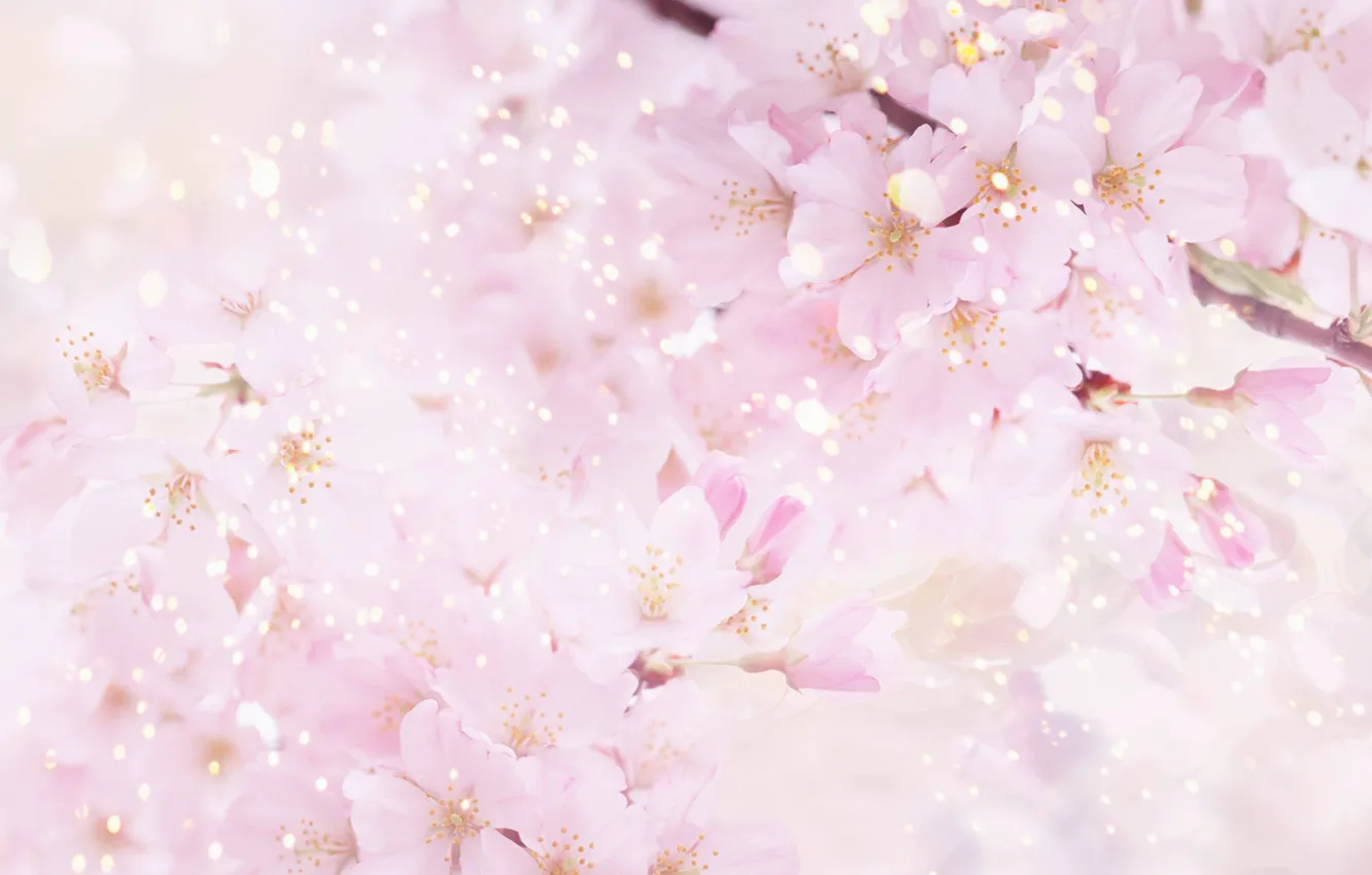 Фото обои цветы, природа, вишня, розовый, весна, лепестки, сакура, цветение