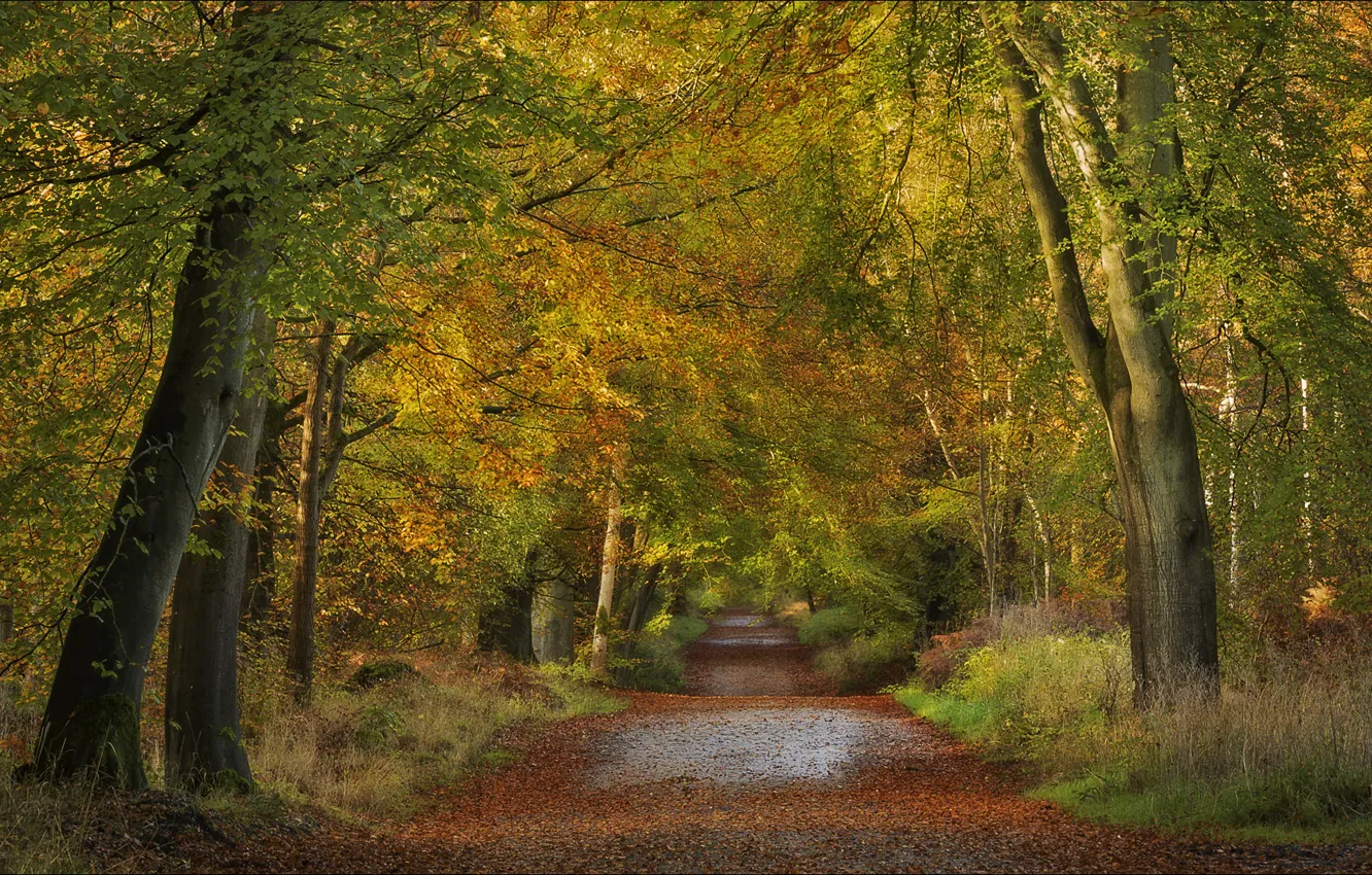 Фото обои дорога, осень, лес, деревья, Англия, England, Wiltshire, Уилтшир
