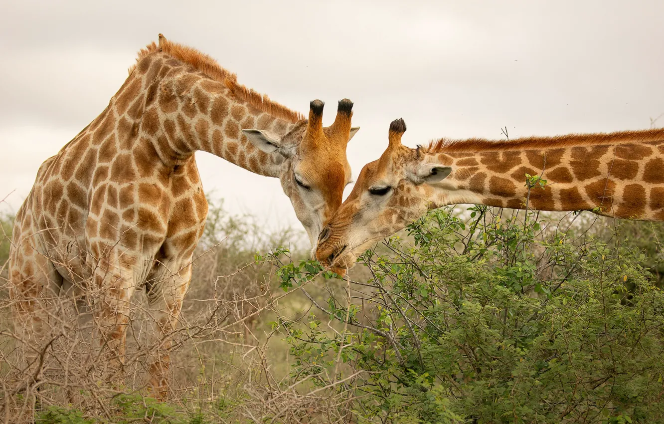 Фото обои морда, природа, две, жираф