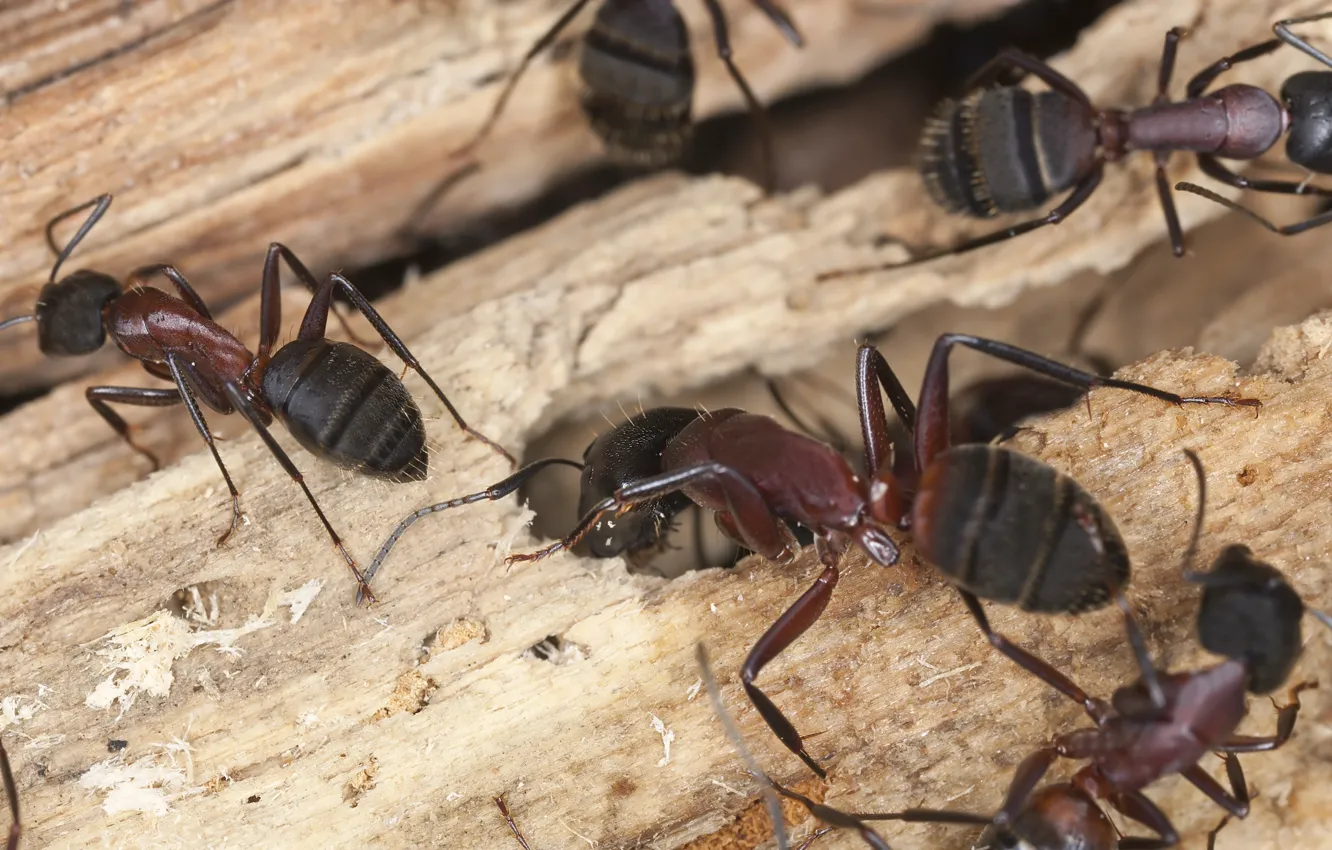 Фото обои wood, insects, ants