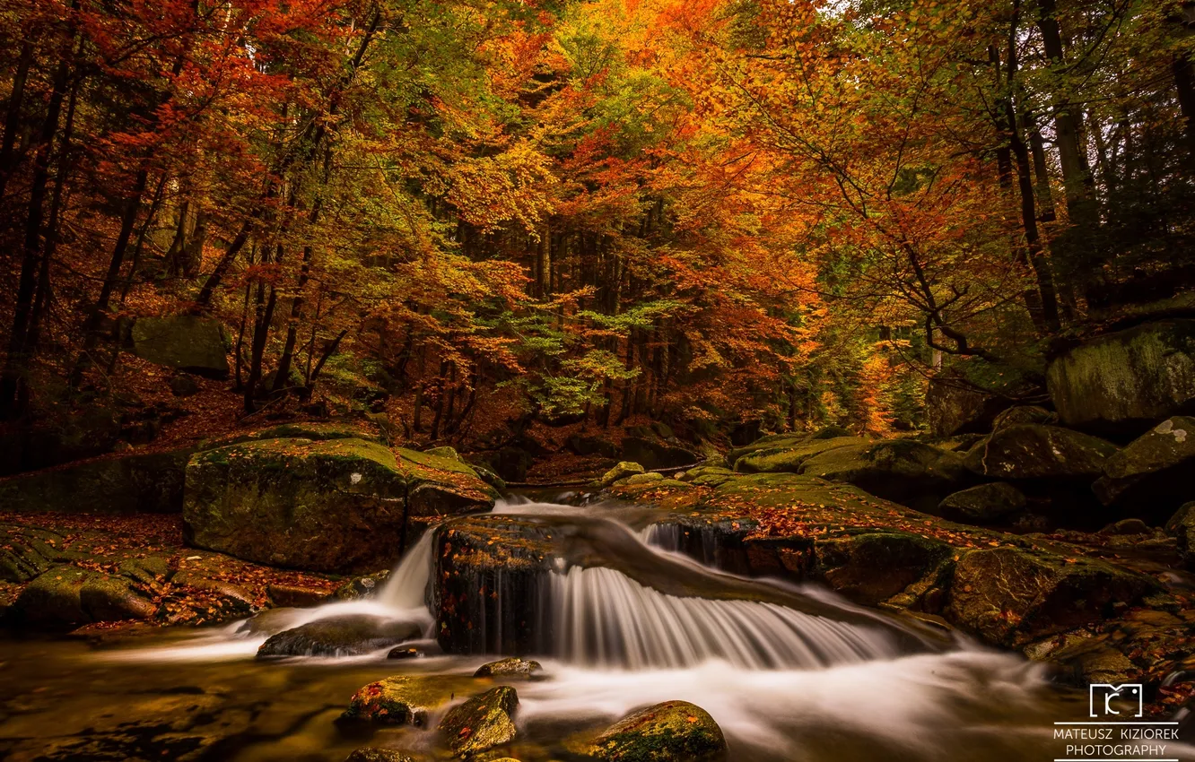 Фото обои осень, лес, листья, вода, деревья, природа, река