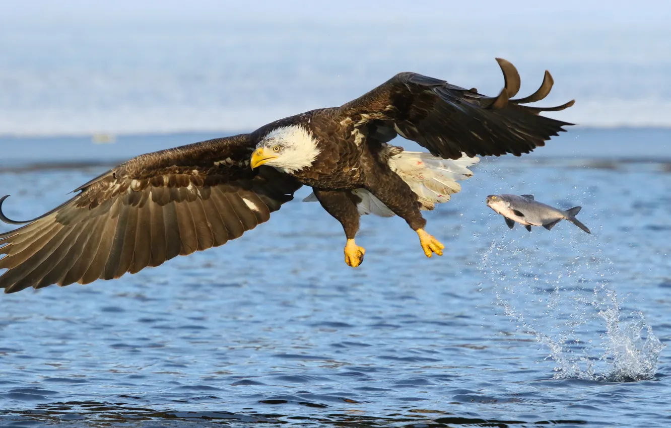 Фото обои вода, река, птица, крылья, ситуация, рыба, хищник, полёт