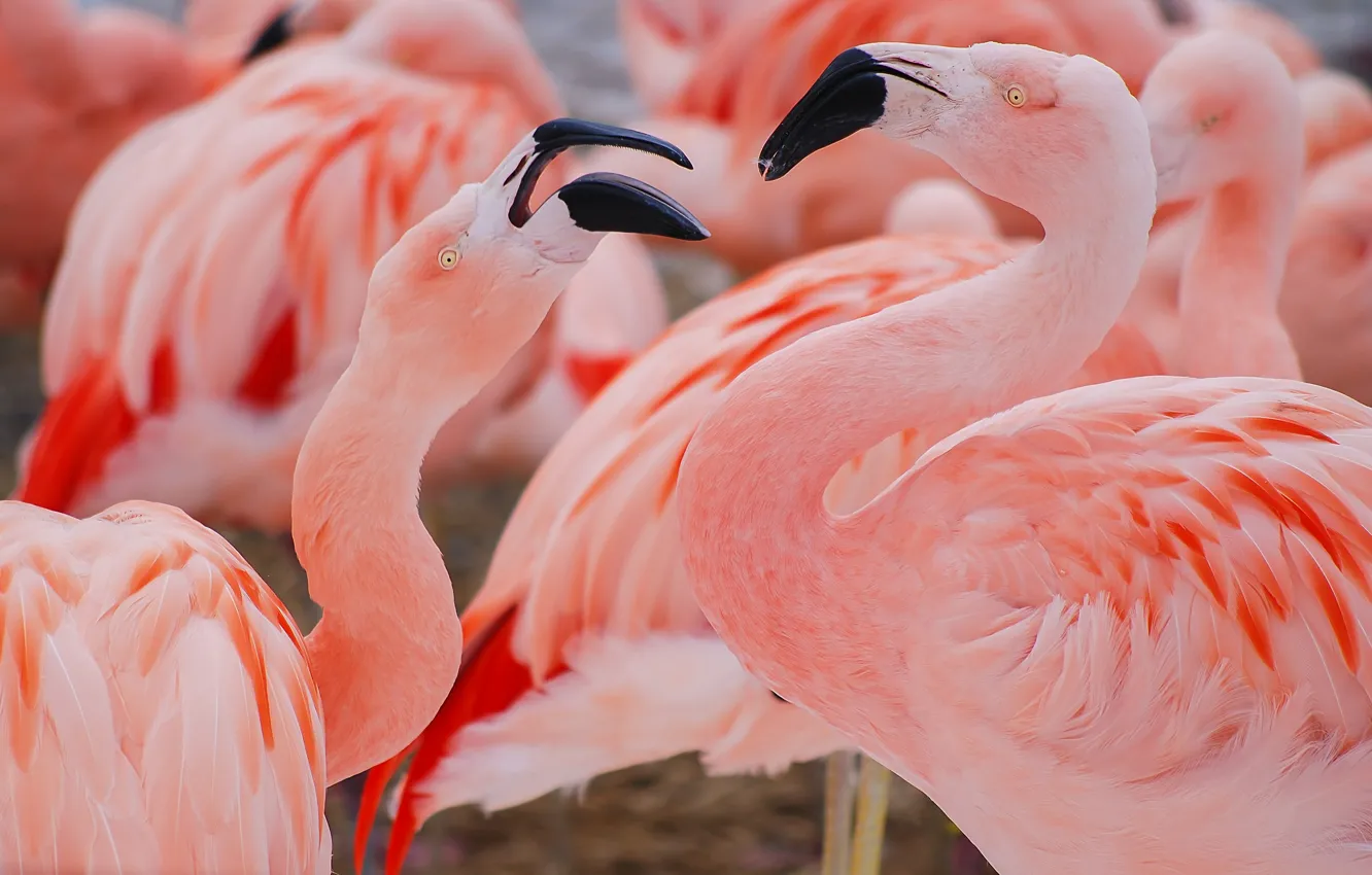 Фото обои птицы, розовые, фламинго