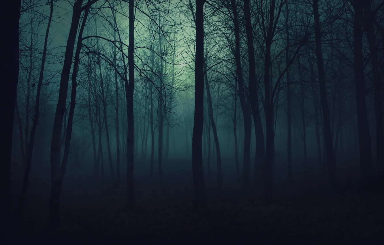 Фото обои деревья, туман, тьма, Лес