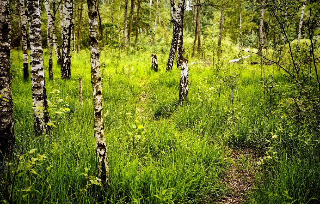 Фото обои лес, трава, берёзы